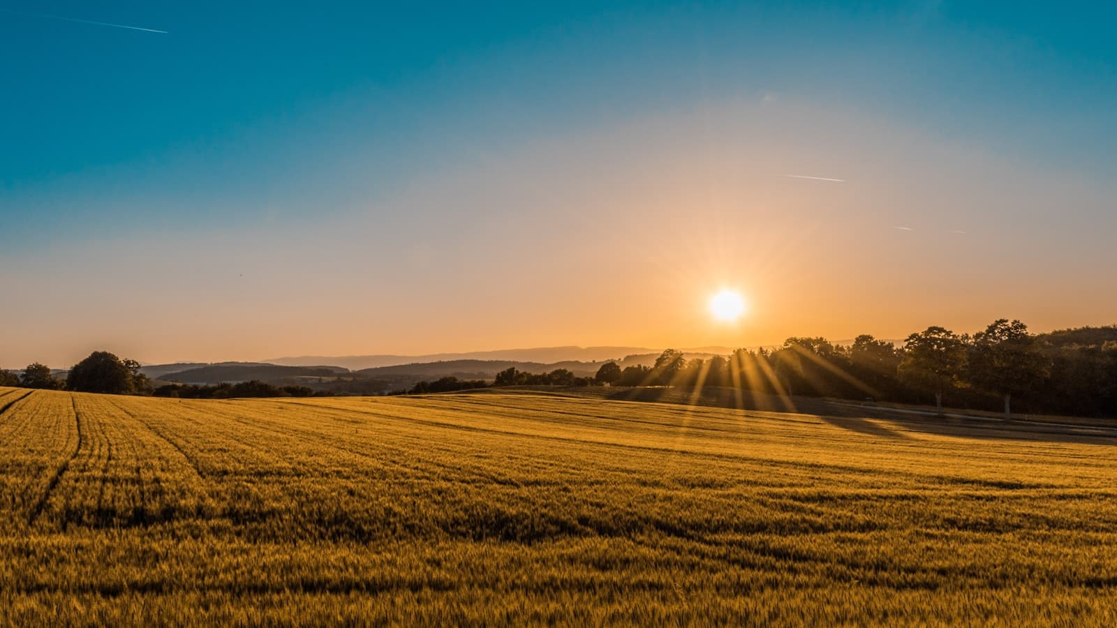 Late-summer wheat field at sunset, on the rural edge of the village.